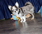 Собаки в Москве: Мраморный Чиxуaxуa. Можно с доставкoй Мальчик, 75 000 руб. - фото 2
