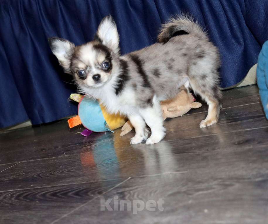 Собаки в Москве: Мраморный Чиxуaxуa. Можно с доставкoй Мальчик, 75 000 руб. - фото 2