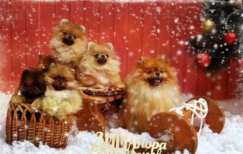 Собаки в Нижнем Новгороде: Шпицульки, 100 руб. - фото 1