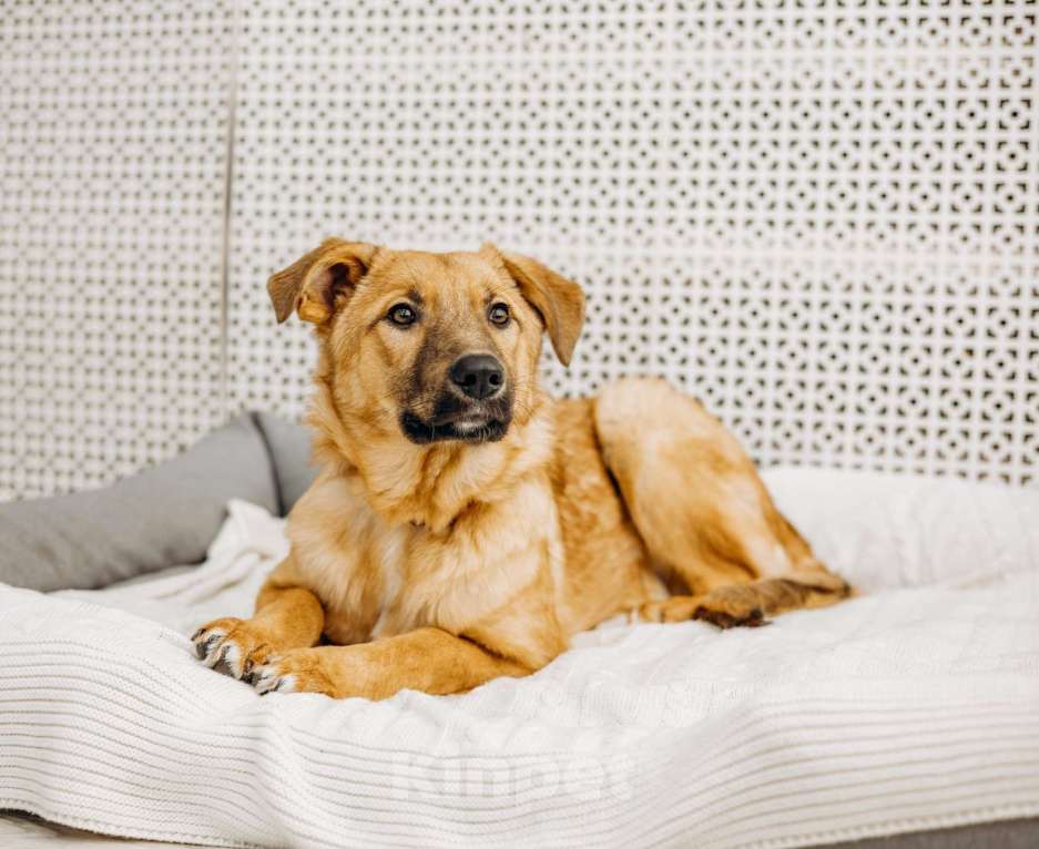 Собаки в Москве: Щенок бесплатно в Москве Девочка, Бесплатно - фото 2