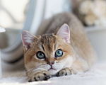 Кошки в Владивостоке: Британский котенок Хасан Мальчик, 70 000 руб. - фото 1
