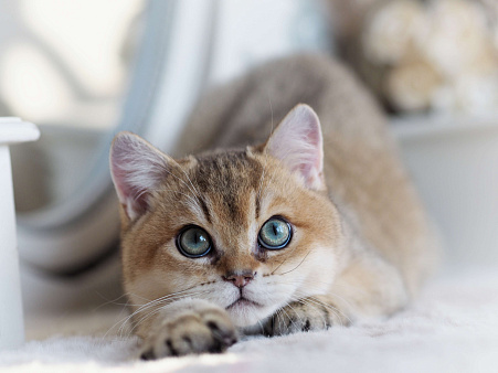Объявление: Британский котенок Хасан, 70 000 руб., Владивосток