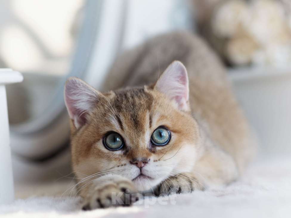 Кошки в Владивостоке: Британский котенок Хасан Мальчик, 70 000 руб. - фото 1