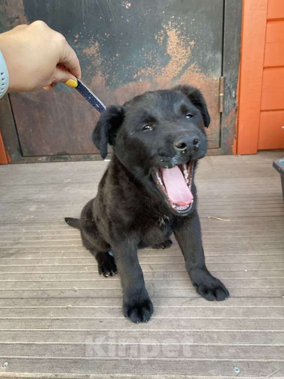 Собаки в Белоозёрском: Отдаем малышку Девочка, Бесплатно - фото 2