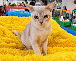 Кошки в Люберцах: Бурманская кошечка Девочка, Бесплатно - фото 3