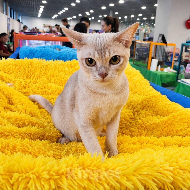 Кошки в Люберцах: Бурманская кошечка Девочка, Бесплатно - фото 3