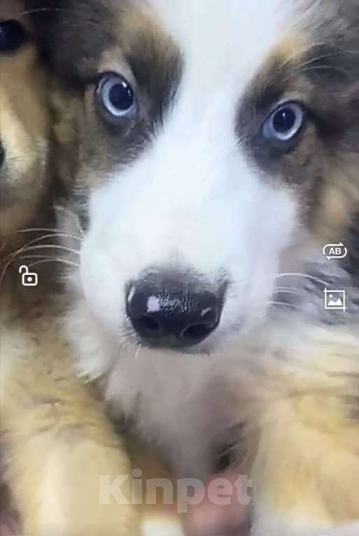 Собаки в Лосином-Петровском: Якутята из ппбж Мальчик, Бесплатно - фото 1