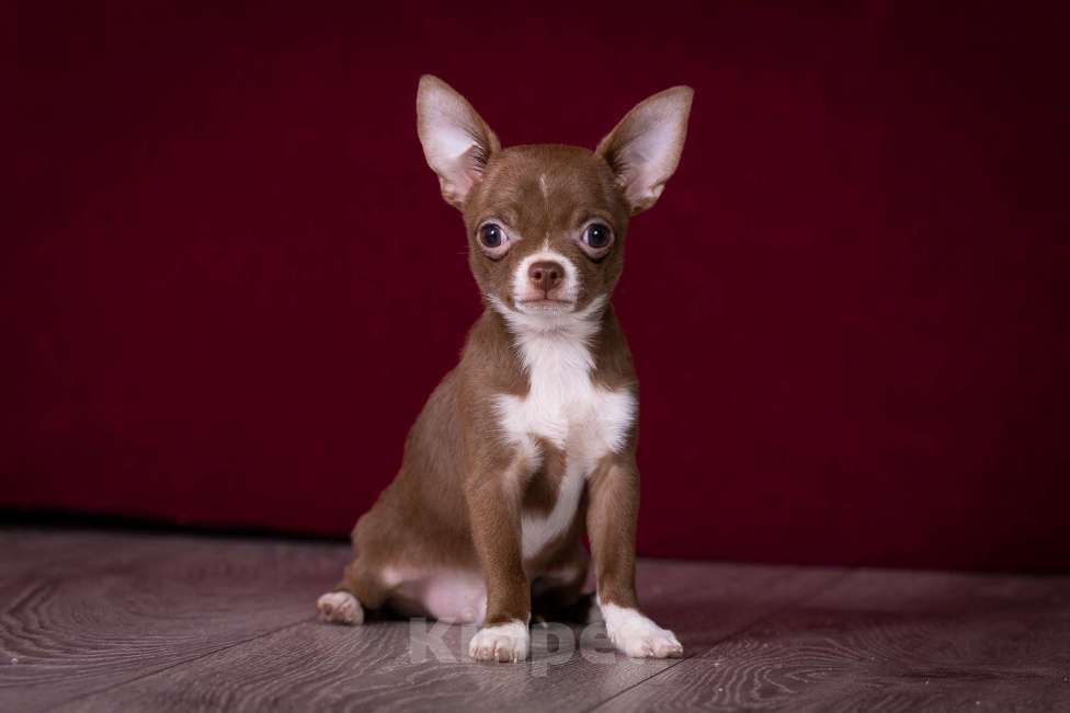 Собаки в Балашихе: Мини мальчик шоколадный чихуахуа  Мальчик, 40 000 руб. - фото 1