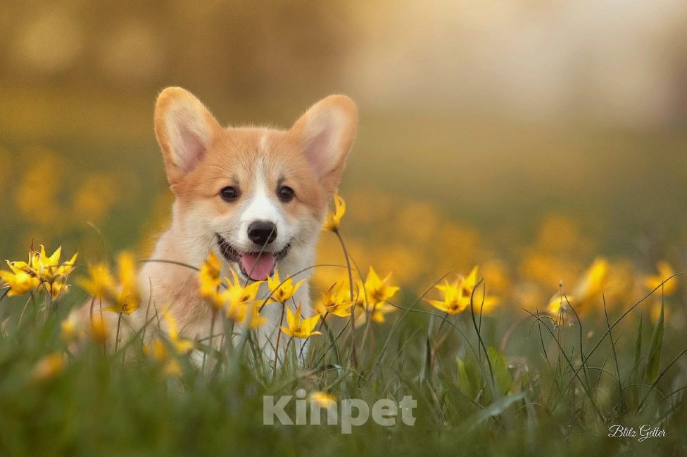 Собаки в Волгодонске: Великолепная девочка Вельш Корги Девочка, Бесплатно - фото 5