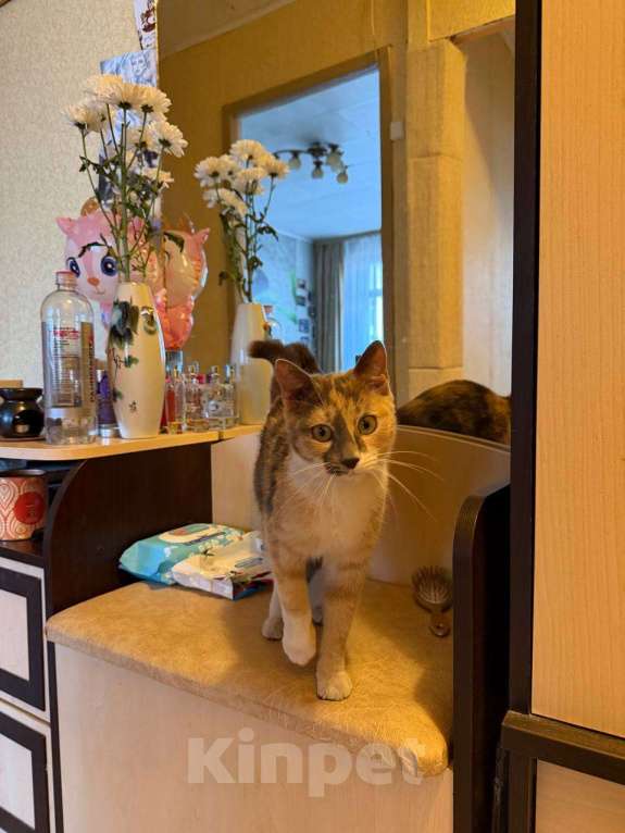 Кошки в Москве: Кошечка ищет любящий дом Девочка, Бесплатно - фото 3