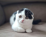 Кошки в Ярославле: Шотландский вислоухий короткошерстный мальчик  Мальчик, 30 000 руб. - фото 2
