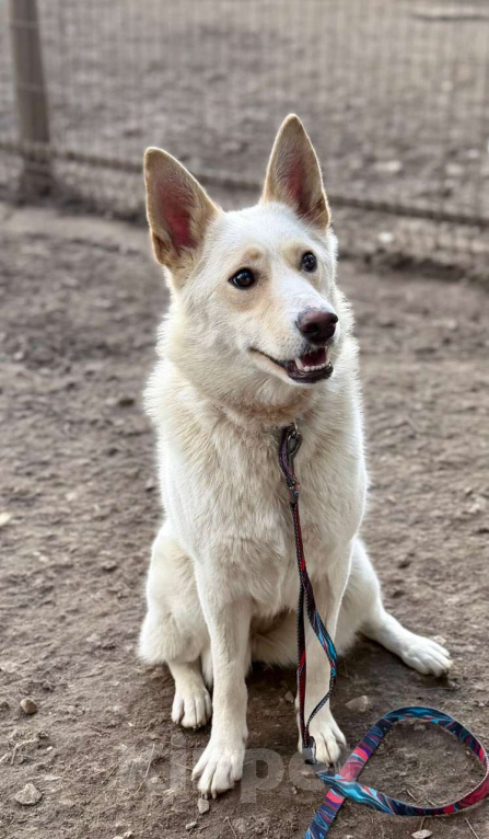 Собаки в Москве: Если бы в мире собак существовала своя Мэрилин Монро — это была бы она Девочка, Бесплатно - фото 6