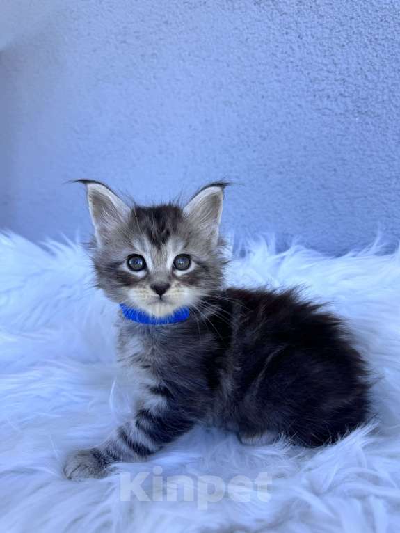 Кошки в Кудрово: Котенок мейн-кун, мальчик , шейдед линия Мальчик, Бесплатно - фото 1