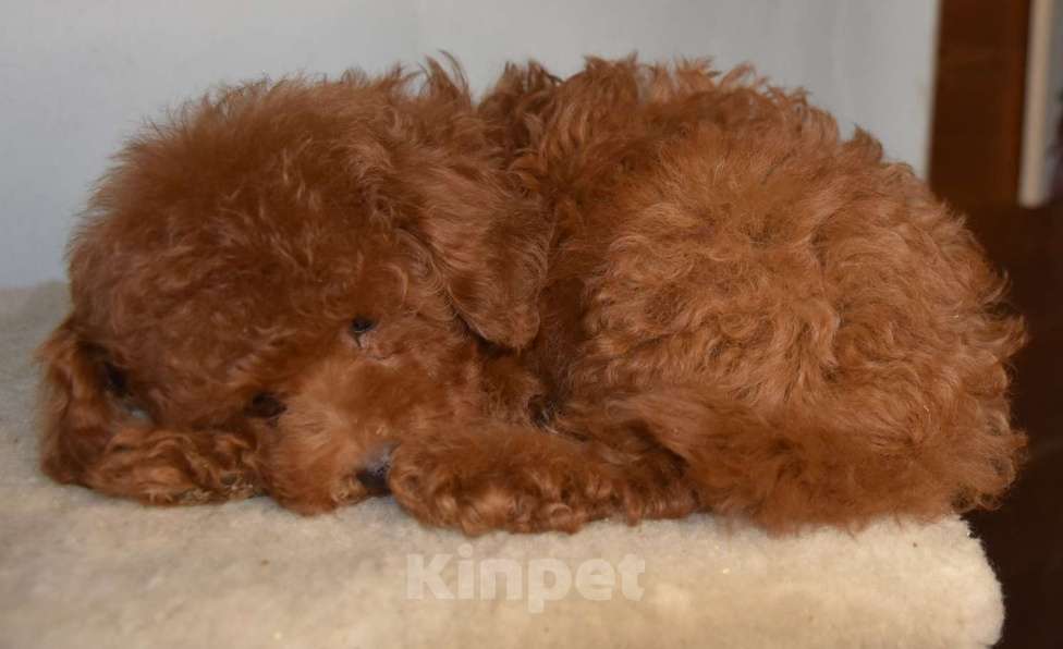 Собаки в Москве: Той-пудель , денвочка, Валькирия, РКФ, Рэд браун Девочка, 150 000 руб. - фото 10