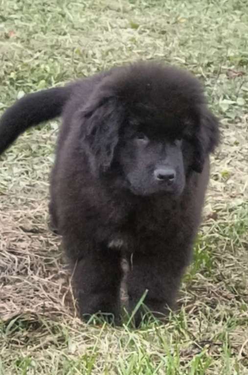 Собаки в Смоленске: Ньюфаундленд щенки Мальчик, 50 000 руб. - фото 2