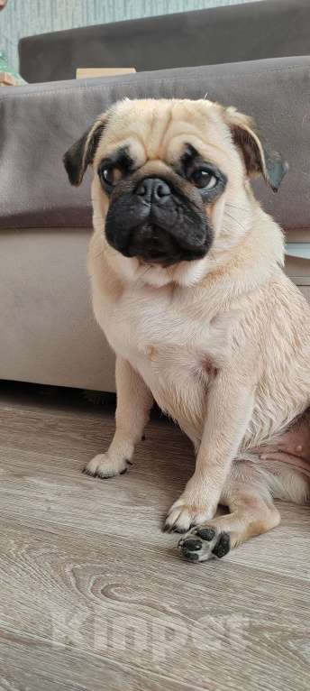 Собаки в Красноярске: Мопс девочка продажа  Девочка, 35 000 руб. - фото 5