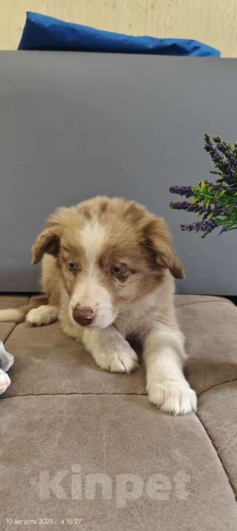 Собаки в Новосибирске: Щенок Бордер Колли  Мальчик, Бесплатно - фото 3