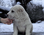 Собаки в Санкт-Петербурге: Жадал Мальчик, 70 000 руб. - фото 6