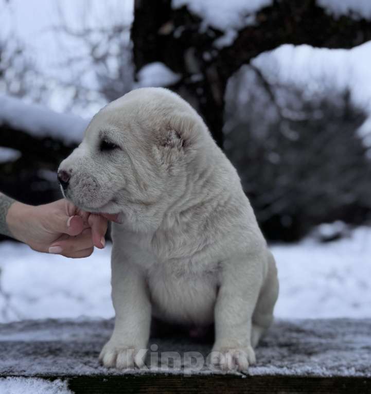 Собаки в Санкт-Петербурге: Жадал Мальчик, 70 000 руб. - фото 6