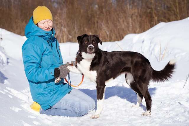 Собаки в Москве: Комета ищет семью Девочка, Бесплатно - фото 3