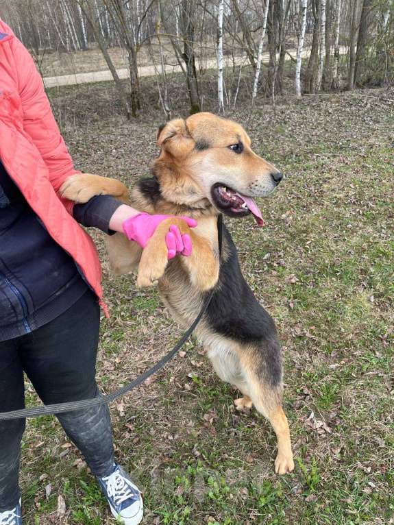 Собаки в Москве: Валли. Классный пес еще ничей Мальчик, Бесплатно - фото 6