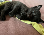 Кошки в Реутове: Котенок- девочка, 1 месяц Девочка, 700 руб. - фото 2