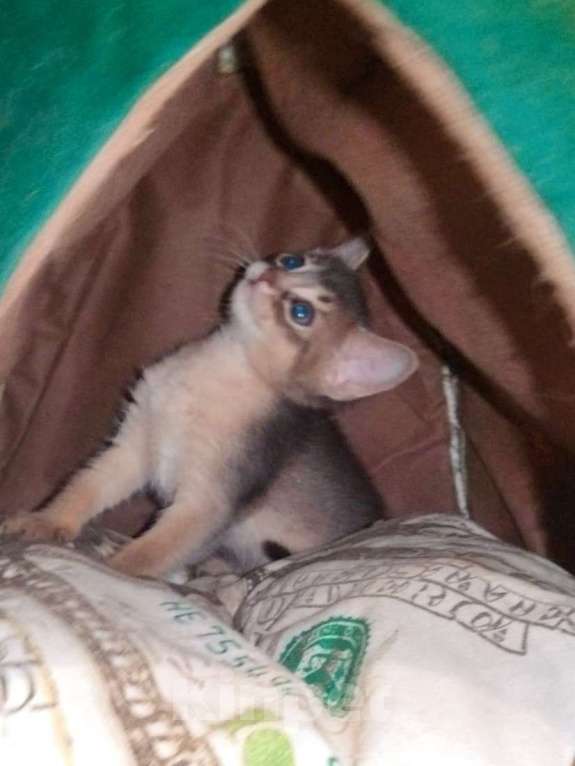 Кошки в Щелково: Абиссинские котята голубого окраса Мальчик, 22 900 руб. - фото 3