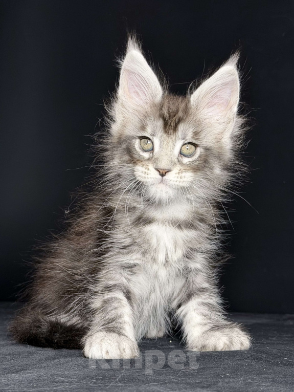 Кошки в других городах Московской области: Любознательная красотка Девочка, 30 000 руб. - фото 4