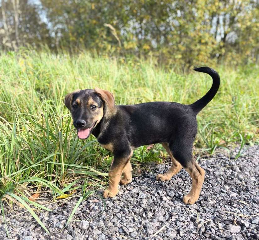 Собаки в Москве: Милейший щеночек Лапочка в добрые руки Девочка, Бесплатно - фото 2