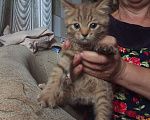 Кошки в Кашире: Котенок Тишка Мальчик, 5 000 руб. - фото 6