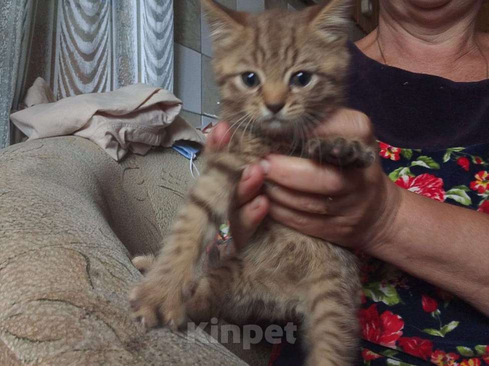 Кошки в Кашире: Котенок Тишка Мальчик, 5 000 руб. - фото 6