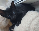 Кошки в Москве: Ориентальная девочка, маленькая пантерка Девочка, 65 000 руб. - фото 4