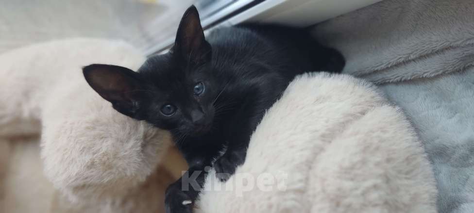 Кошки в Москве: Ориентальная девочка, маленькая пантерка Девочка, 65 000 руб. - фото 4