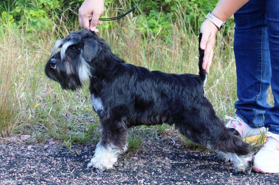 Собаки в Выборге: щенок  цвергшнауцера ч/с кобель Мальчик, 50 000 руб. - фото 2
