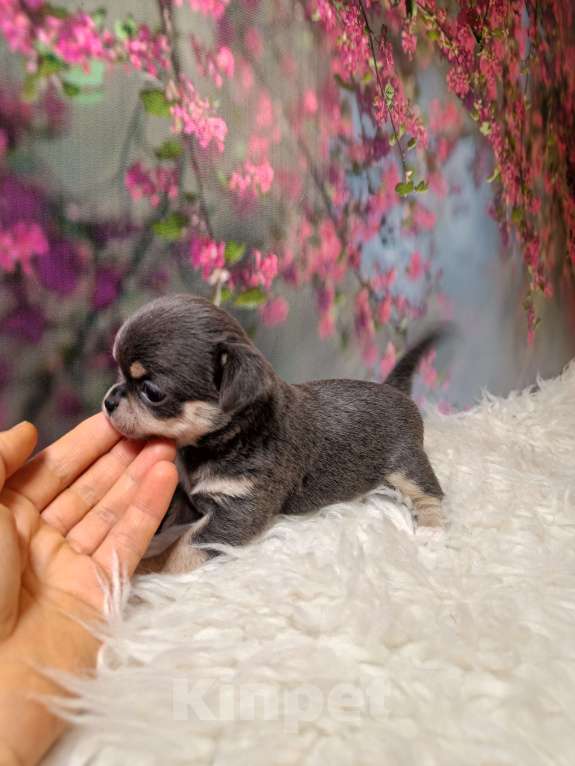 Собаки в Москве: Голубая с подпалом красавица Девочка, 100 000 руб. - фото 2