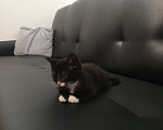 Кошки в Домодедово: Котодеточек в добрые ручки 🫰🏼🐈‍⬛ Мальчик, Бесплатно - фото 2