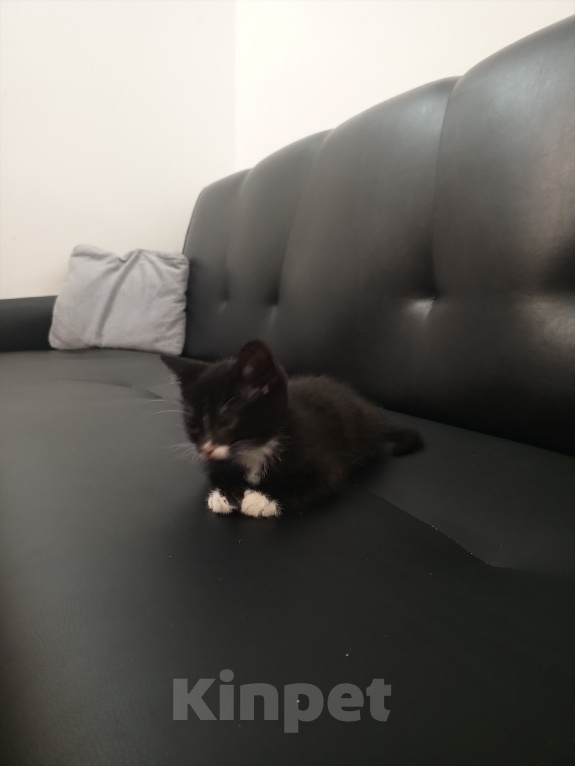 Кошки в Домодедово: Котодеточек в добрые ручки 🫰🏼🐈‍⬛ Мальчик, Бесплатно - фото 2