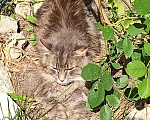 Кошки в Калининграде: Кот порода сибирская, Бесплатно - фото 4