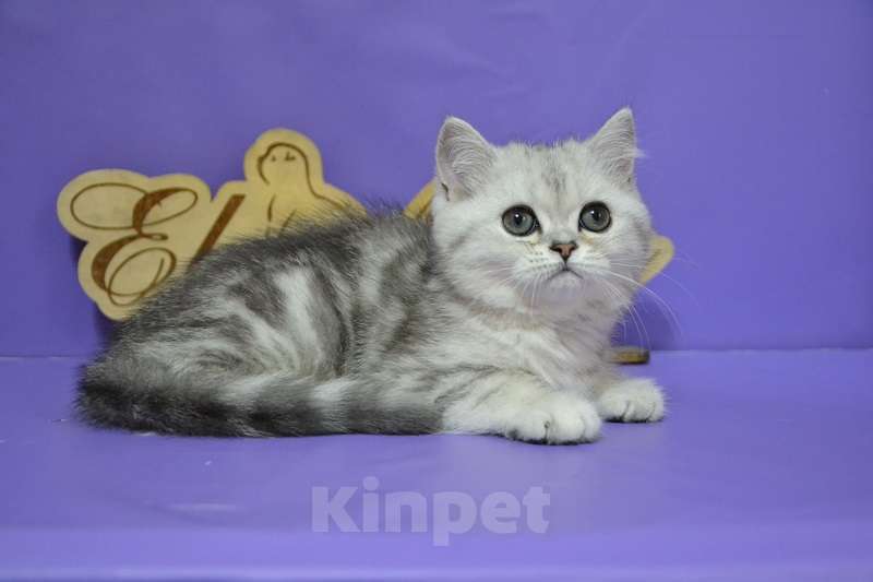 Кошки в Москве: Мраморная на серебре Кошечка Девочка, 50 000 руб. - фото 3