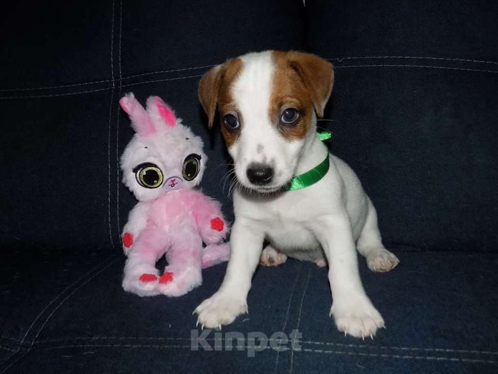 Собаки в Москве: Джек рассел терьер, мальчики Мальчик, 30 000 руб. - фото 7