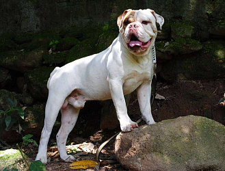 Бразильский бульдог кампейро