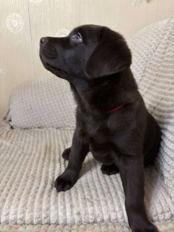Собаки в Москве: Щенки Лабрадора ретривера шоколадные Девочка, 100 000 руб. - фото 10