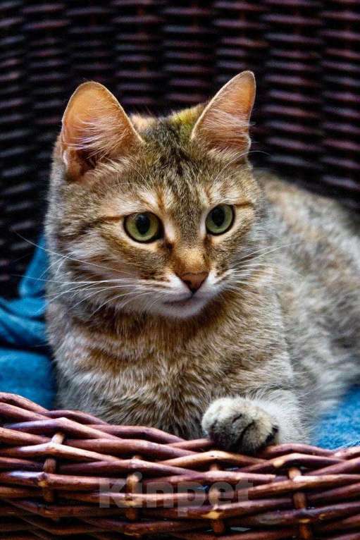 Кошки в Москве: Полосатая кошечка Карамелька в добрые руки Девочка, Бесплатно - фото 9