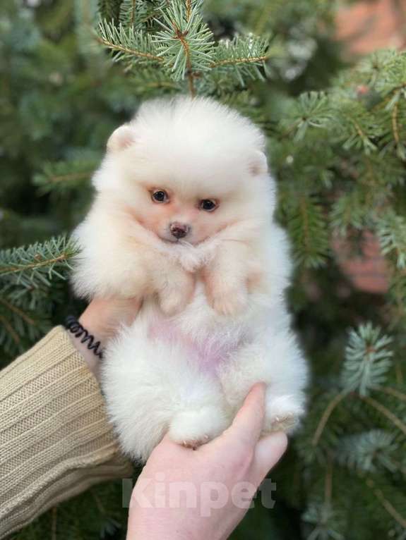 Собаки в Набережных Челнах: Мини шпиц  Девочка, 35 000 руб. - фото 2