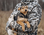 Собаки в Москве: Маленькая девочка из приюта ищет дом! Девочка, Бесплатно - фото 3