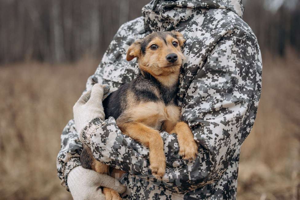 Собаки в Москве: Маленькая девочка из приюта ищет дом! Девочка, Бесплатно - фото 3