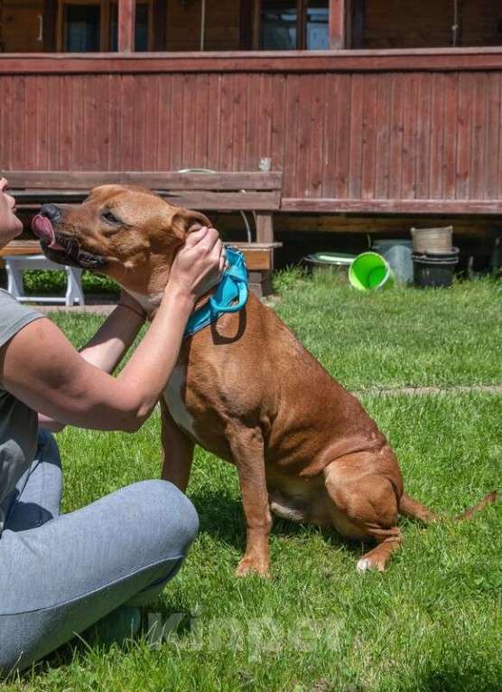 Собаки в Москве: Молодой добрый питбуль Скай в добрые руки Мальчик, 1 руб. - фото 4