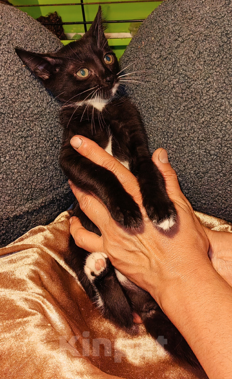 Кошки в Уфе: Котенок - девочка в добрые руки Девочка, Бесплатно - фото 2