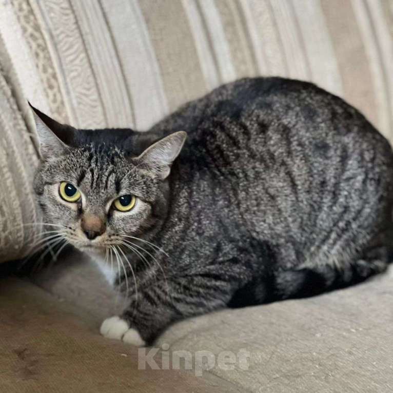 Кошки в Москве: Кики никто не выбирает Девочка, Бесплатно - фото 5