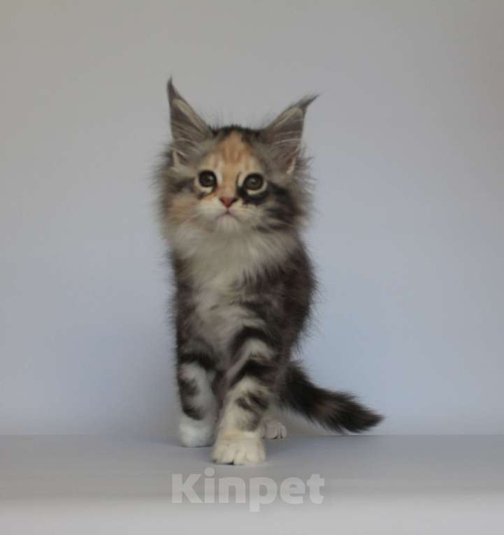 Кошки в Екатеринбурге: Деметра. Девочка. Мейн-кун Девочка, 35 000 руб. - фото 5